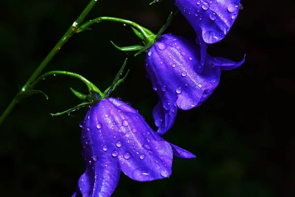 Las Gotitas Agua Las Flores Color Púrpura Color Azul Detrás — Foto de Stock