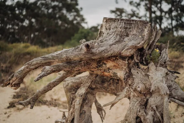 Primer Plano Del Tronco Árbol Bajo Luz Del Sol —  Fotos de Stock