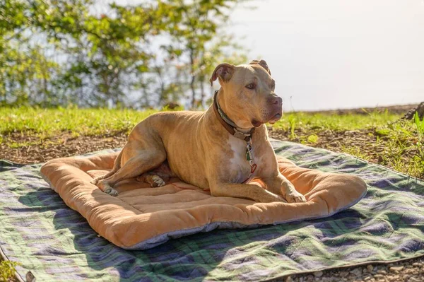 Närbild Vilande Amerikansk Pitbull Terrier Trasa — Stockfoto