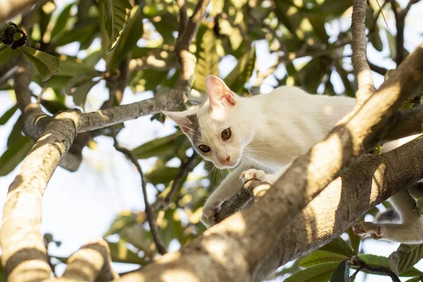 Primer Plano Gato Blanco Una Rama Árbol —  Fotos de Stock