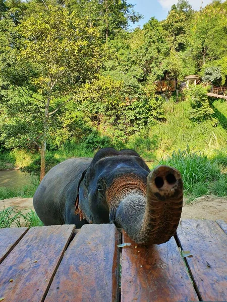 Eine Vertikale Aufnahme Des Rumpfes Eines Niedlichen Elefanten Der Hinter — Stockfoto