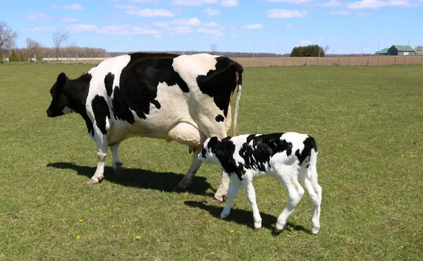 一头漂亮的奶牛在农场的草原上吃草 — 图库照片