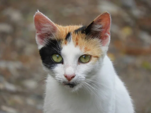 Närbild Bild Katt Tittar Kameran Med Suddig Bakgrund — Stockfoto