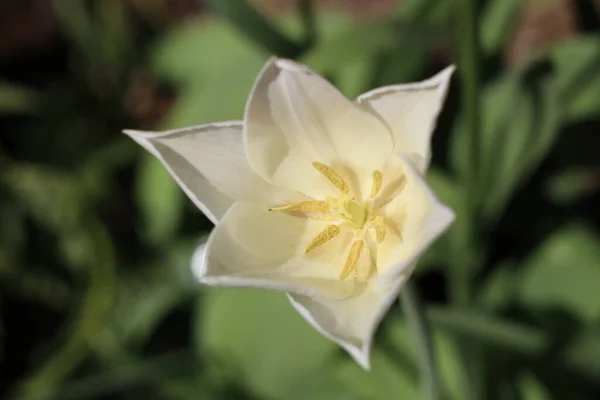 Makro Ujęcie Białego Tulipana Pod Słońcem — Zdjęcie stockowe