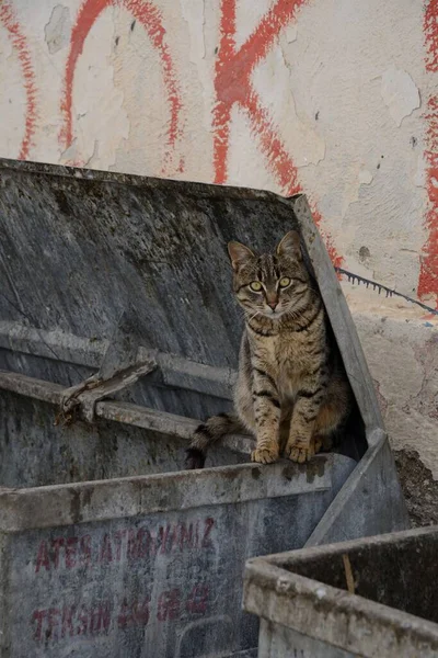 Randig Katt Som Står Metallsoptunna Mot Vägg Dagsljus Turkiet — Stockfoto