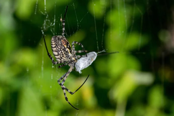 Eine Gebänderte Argiope Spinne Argiope Trifasciata Auf Ihrem Netz Beim — Stockfoto