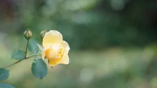Makro Ujęcie Pojedynczej Żółtej Róży Ogrodzie Świetle Dnia — Zdjęcie stockowe