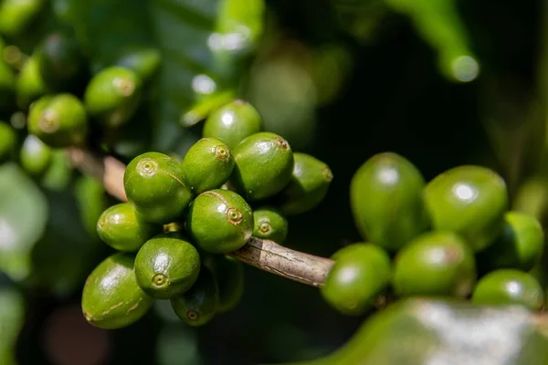 Closeup Shot Unripe Blooming Coffee Branches Daytime — Stock Photo, Image