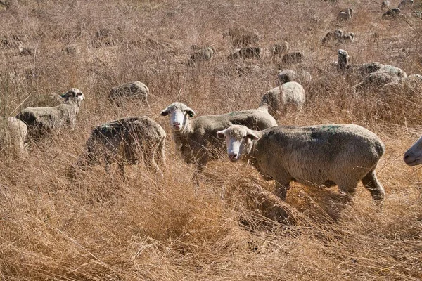 Nahaufnahme Einer Schafherde Auf Einem Feld Mit Gelbem Gras Bei — Stockfoto