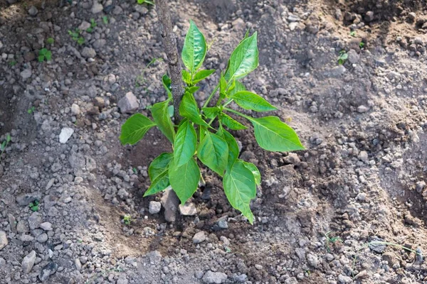 Ένα Υψηλής Γωνίας Πλάνο Ενός Φυτού Πιπεριού Φυτεμένο Στο Έδαφος — Φωτογραφία Αρχείου