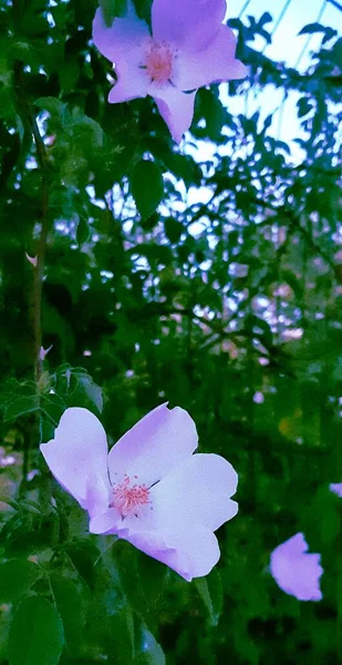 Zbliżenie Pionowe Ujęcie Różowych Róż Prerii Rosnących Drzewie — Zdjęcie stockowe
