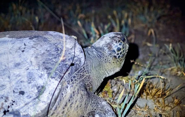 Uma Tartaruga Marinha Verde Ameaçada Chelonia Mydas Está Areia Cercada — Fotografia de Stock