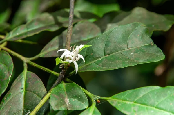 Blossoming Beautiful White Muira Puama Flowers — Stock Photo, Image