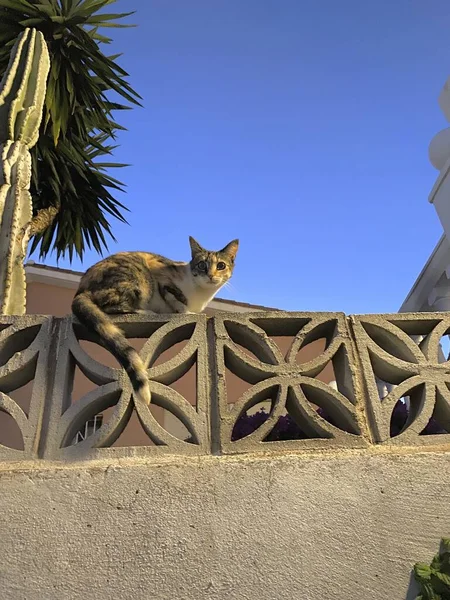 Eine Vertikale Aufnahme Einer Katze Die Tagsüber Auf Einem Zaun — Stockfoto