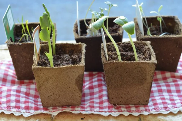 Quelques Pots Plantes Nouvellement Cultivées Sur Morceau Tissu Carreaux Rouges — Photo