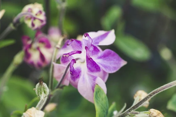 Soft Focus Purple Columbine Flowers Blurry Greenery — Stock Photo, Image