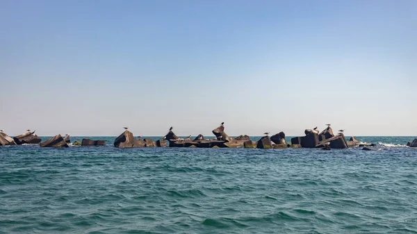 Colpo Panoramico Gabbiani Roccia Marina Rimini Spiaggia Italia — Foto Stock