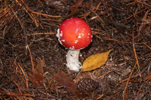 Eine Nahaufnahme Einer Roten Amanita Die Zwischen Nassen Ästen Und — Stockfoto