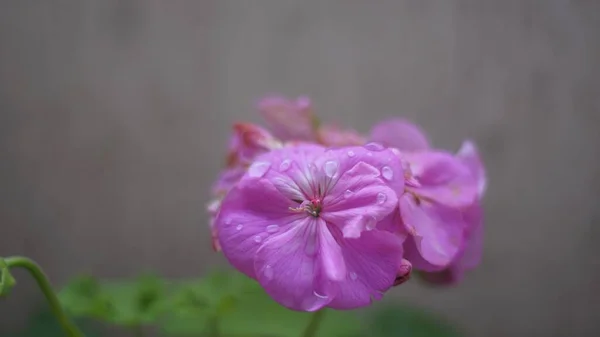 Colpo Orizzontale Singolo Geranio Rosa Con Gocce Acqua Pura Uno — Foto Stock