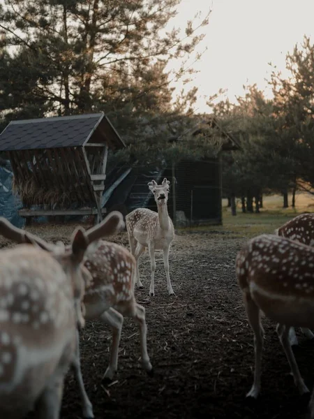 Een Selectieve Focus Shot Van Witstaartherten Een Landbouwgrond — Stockfoto