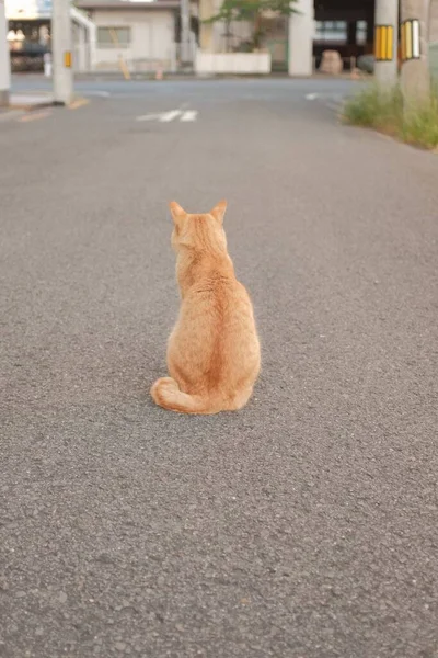 Eine Orangefarbene Hauskatze Sitzt Mitten Auf Der Straße Wald — Stockfoto