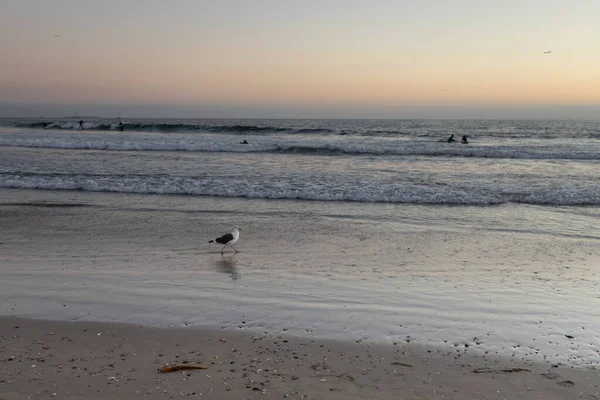 Eine Möwe Spaziert Sandstrand Unter Dem Bunten Himmel — Stockfoto