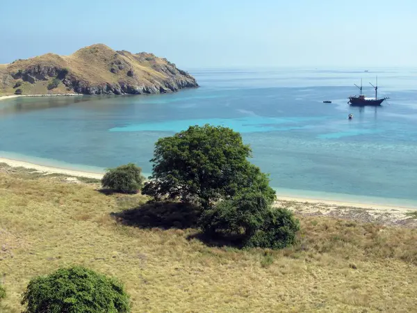 Tiro Ángulo Alto Árbol Creciendo Cerca Playa Con Barco Mar —  Fotos de Stock