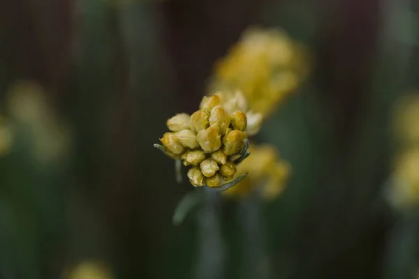 Macro Shot Yellow Flower Sunlight — Stock Photo, Image