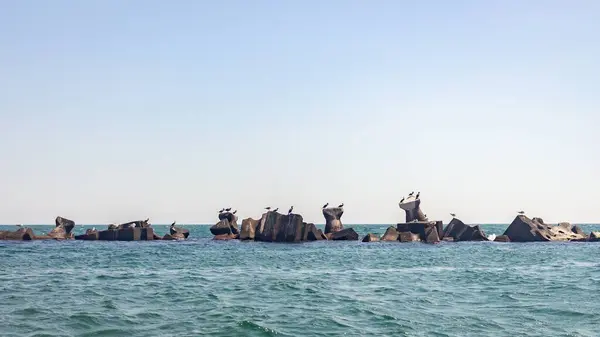 Colpo Panoramico Gabbiani Roccia Marina Rimini Spiaggia Italia — Foto Stock