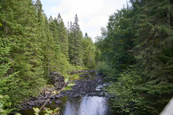 Beau Cliché Une Rivière Qui Coule Dans Une Forêt Canada — Photo