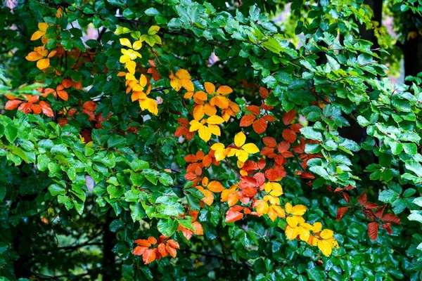 Primer Plano Hermoso Árbol Diferentes Colores Otoñales — Foto de Stock