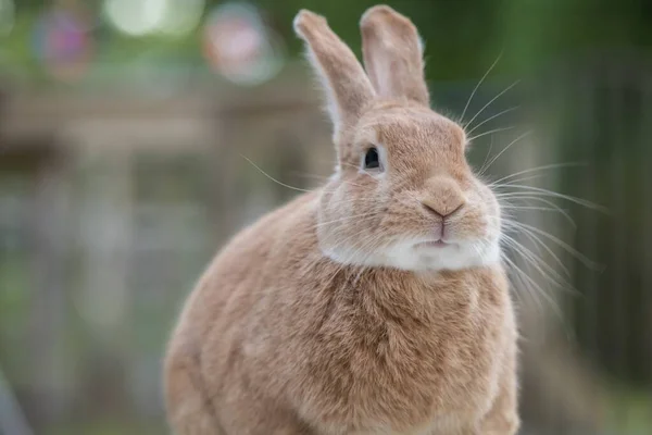 Eine Nahaufnahme Eines Niedlichen Ingwer Kaninchens Sonnenlicht Mit Verschwommenem Hintergrund — Stockfoto