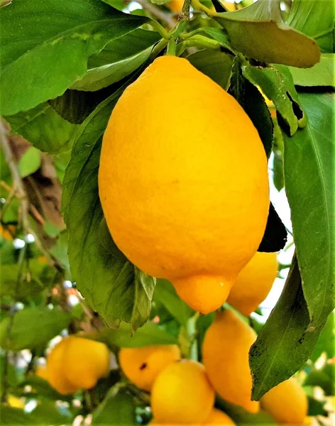 Вертикальний Крупним Планом Знімок Гілок Стиглого Лимона — стокове фото