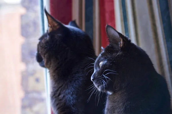 Дві Чорні Кішки Виглядають Вікна Червоними Синіми Білими Смугастими Шторами — стокове фото