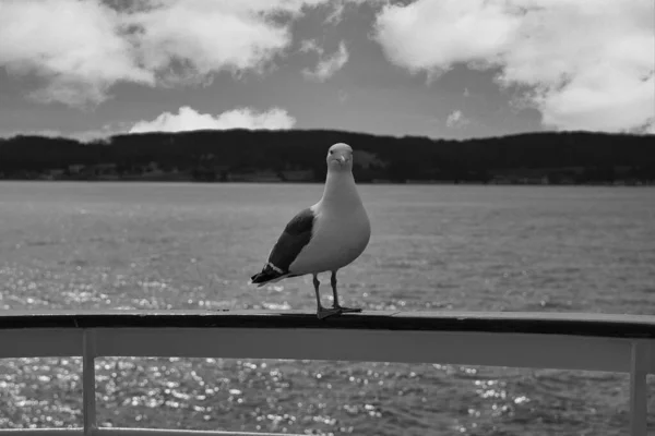 Disparo Escala Grises Una Gaviota Con Respaldo Negro Menor Sentada — Foto de Stock