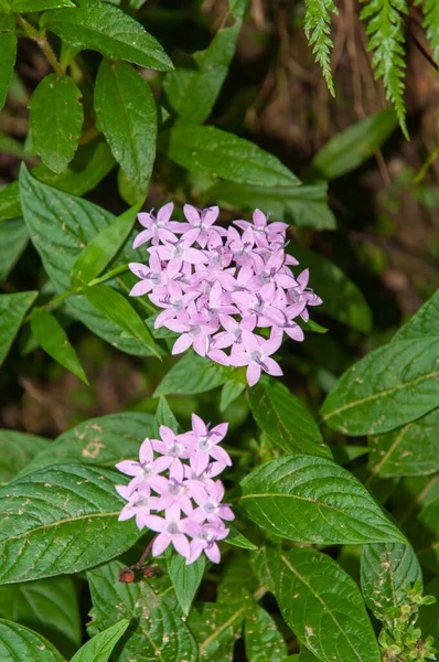 Les Belles Fleurs Pentas Pourpres Fleuries — Photo