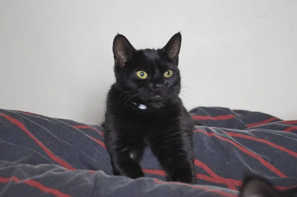 Closeup Shot Black Cat Tucked Striped Blanket Wall — Stock Photo, Image