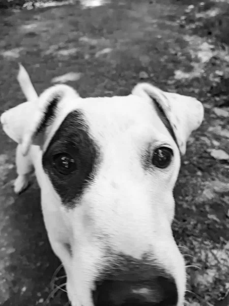 Colpo Angolo Alto Terrier Bianco Che Guarda Macchina Fotografica — Foto Stock