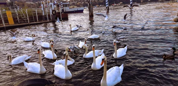 Una Toma Alto Ángulo Del Grupo Los Cisnes Lago Reflectante — Foto de Stock