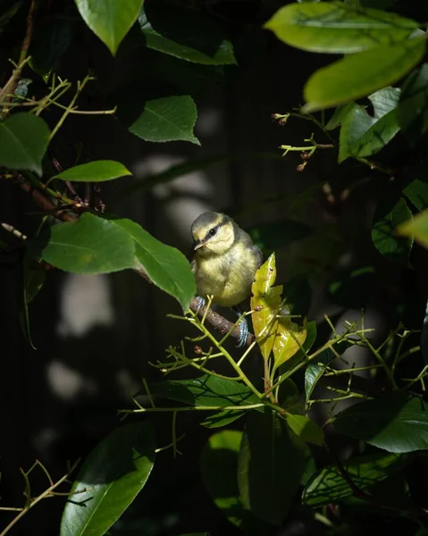 Gros Plan Vertical Une Paruline Canada Jaune Sur Une Branche — Photo