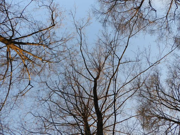 Tiro Ángulo Bajo Árboles Desnudos Bosque Con Cielo Azul Fondo —  Fotos de Stock