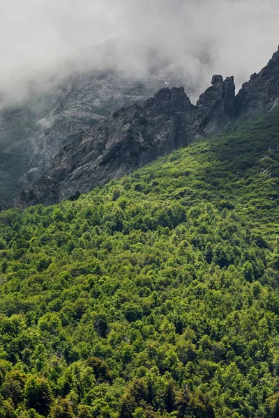 Tiro Vertical Florestas Verdes Uma Rocha Preta Coberta Com Nevoeiro — Fotografia de Stock