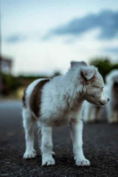 Een Verticaal Close Shot Van Een Bruine Witte Hond Die — Stockfoto