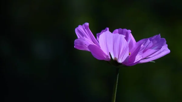 Primer Plano Cosmos Jardín Púrpura Campo Bajo Luz Del Sol —  Fotos de Stock