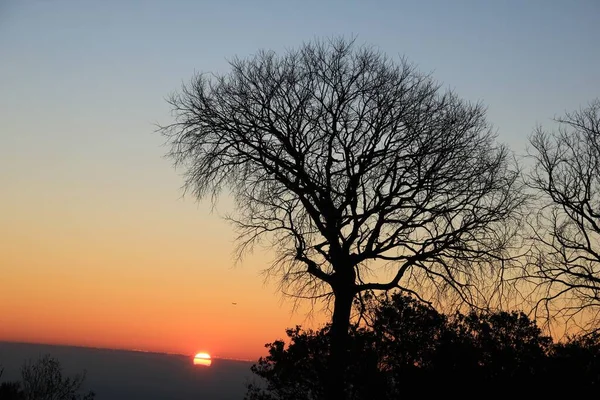 Piękne Ujęcie Suchej Sylwetki Drzewa Pomarańczowym Tle Zachodu Słońca — Zdjęcie stockowe