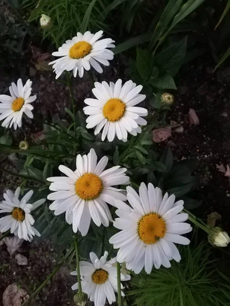 阳光下白色雏菊的高角镜头 — 图库照片