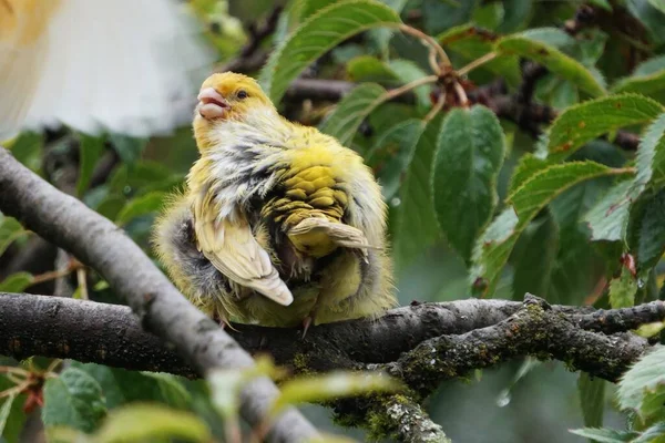 Una Messa Fuoco Selettiva Canarino Giallo Appollaiato Tronco Nella Natura — Foto Stock