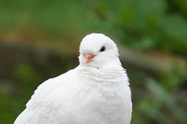 对自然界中一只白鸽的选择性聚焦拍摄 — 图库照片