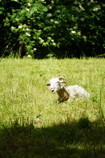 Yeşil Tarlada Bir Koyunun Dikey Görüntüsü — Stok fotoğraf