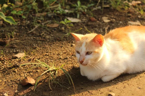 과옅은 고양이가 식물에둘러 땅바닥에 — 스톡 사진